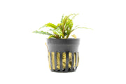 Bucephalandra Velvet (Farmed) Aquatic Plant - Buce Plant