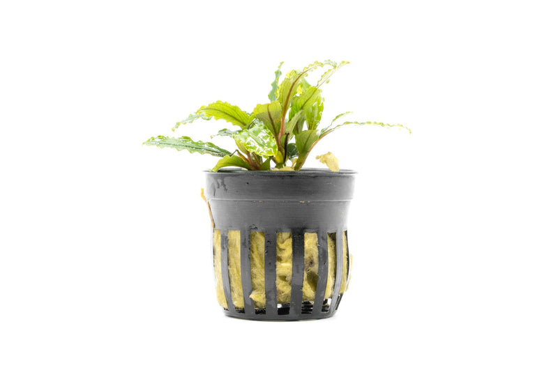 Bucephalandra Velvet (Farmed) Aquatic Plant - Buce Plant