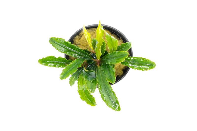 Bucephalandra Velvet (Farmed) Aquatic Plant - Buce Plant