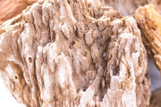 Burmese petrified wood stone by UNSHARDSCAPE showing polished, textured surface with intricate wood grain patterns.