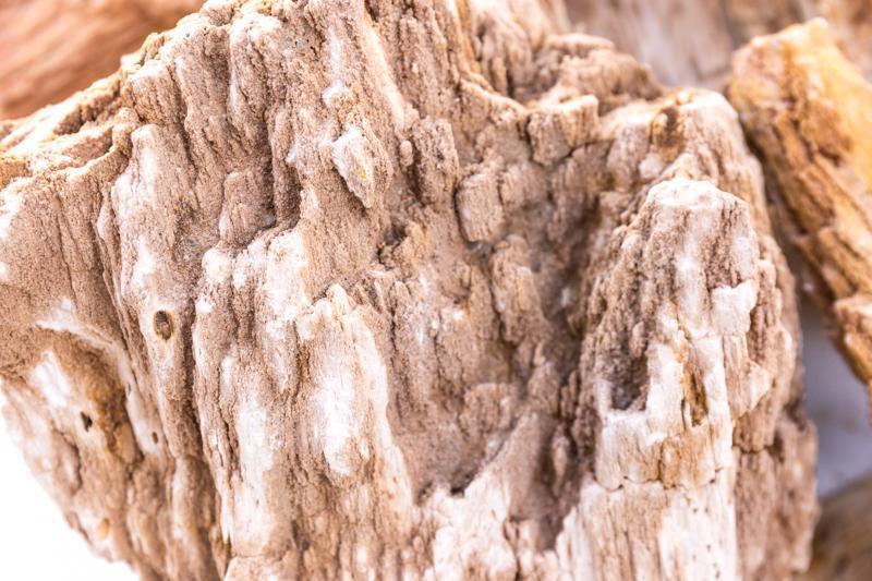 Burmese petrified wood stone by UNSHARDSCAPE showing polished, textured surface with intricate wood grain patterns.