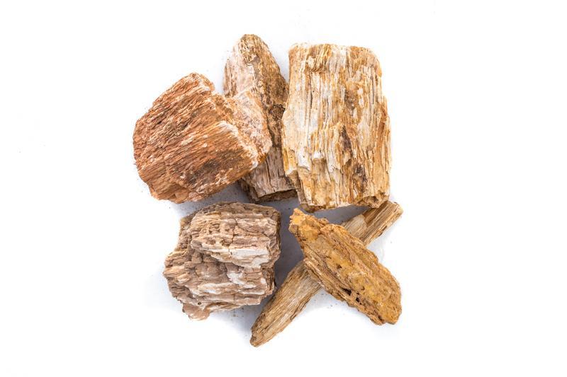 Burmese petrified wood stone with rich natural textures and earthy tones, showcasing detailed mineral patterns and fossilized wood features.