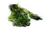 Bright green Cabomba Aquatica aquatic plant from ACW with feathery leaves, ideal for freshwater aquariums.
