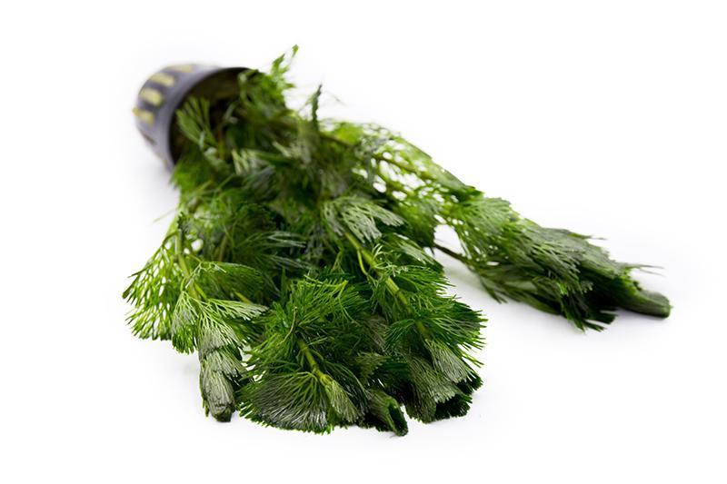 Bright green Cabomba Aquatica aquatic plant from ACW with feathery leaves, ideal for freshwater aquariums.