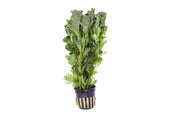 Healthy green Cabomba Aquatica aquatic plant from ACW with feathery leaves, ideal for freshwater aquariums.