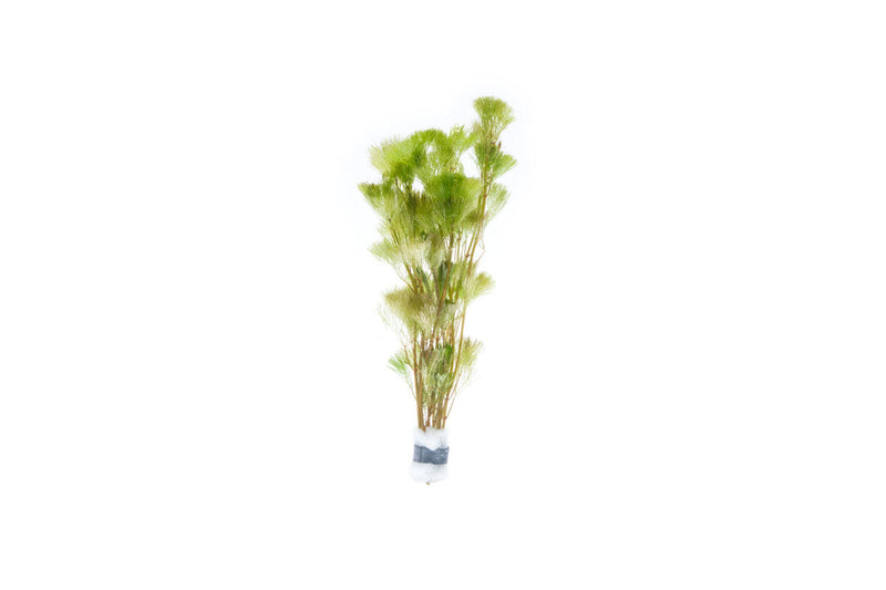 Healthy green Cabomba Aquatica aquatic plant from ACW with feathery leaves, ideal for freshwater aquariums.
