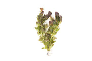 Red Cabomba Piauhyensis aquatic plant from IS with vibrant red leaves suitable for freshwater aquariums.