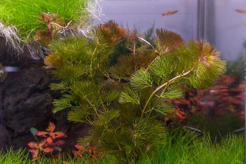 Red Cabomba Piauhyensis aquatic plant from IS with vibrant red foliage suitable for freshwater aquariums.