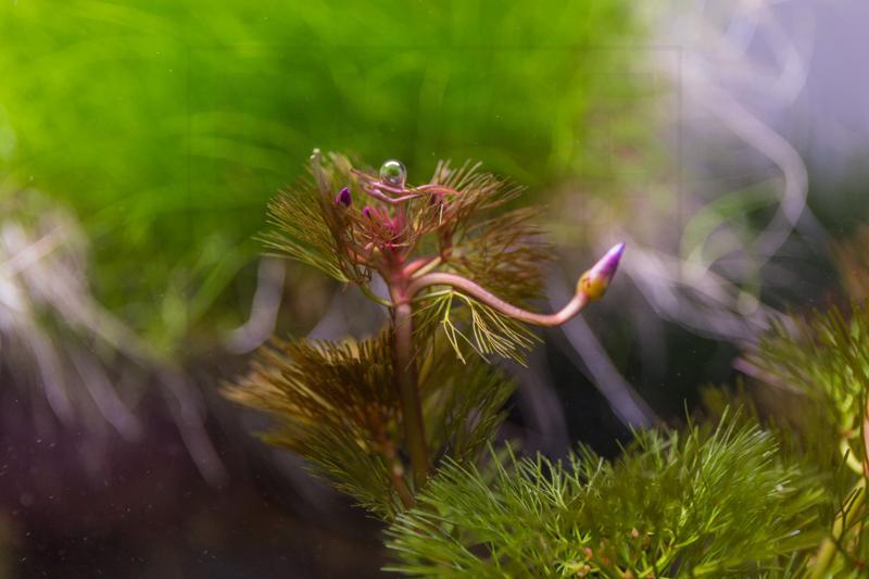 Red Cabomba Piauhyensis aquatic plant from IS, featuring feathery green and red leaves suitable for freshwater aquariums.
