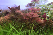 Red Cabomba Piauhyensis aquatic plant from IS with feathery red-green leaves, suitable for freshwater aquariums.