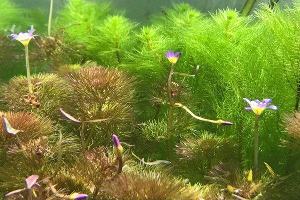 Red Cabomba Piauhyensis aquatic plant from IS with vibrant red, finely divided leaves suitable for freshwater aquariums.
