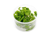 Cardamine Lyrata Vietnam UNS Tissue Culture Aquatic Plant - Buce Plant