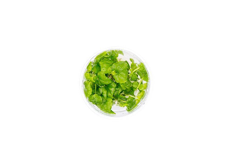 Cardamine Lyrata Vietnam UNS Tissue Culture Aquatic Plant - Buce Plant