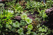 Cardamine Lyrata Vietnam UNS Tissue Culture Aquatic Plant - Buce Plant
