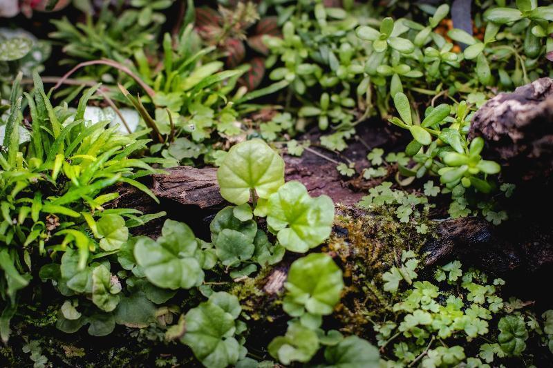 Cardamine Lyrata Vietnam UNS Tissue Culture Aquatic Plant - Buce Plant
