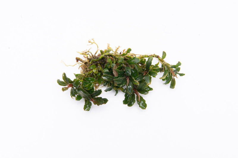 Bucephalandra Catherinae Mini Bucephalandra - Buce Plant