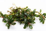 Bucephalandra Catherinae Mini Bucephalandra - Buce Plant