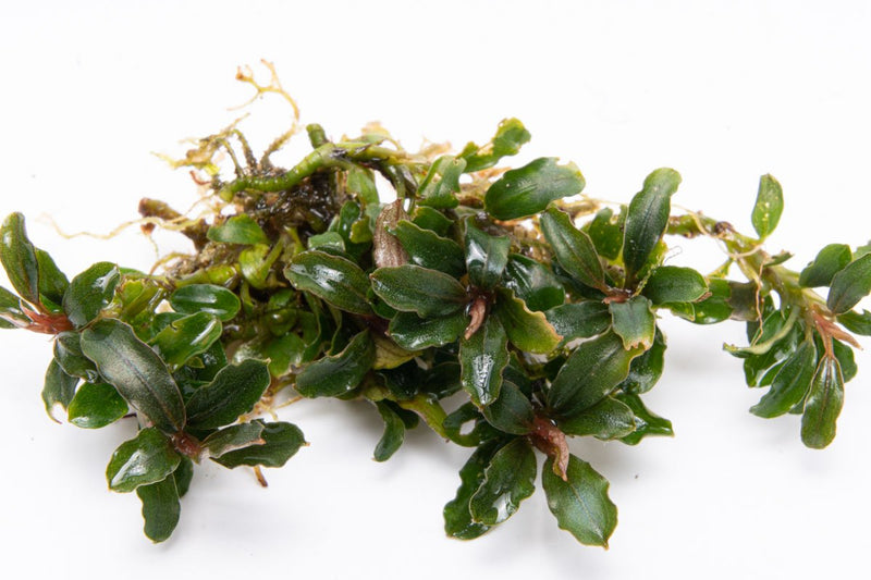 Bucephalandra Catherinae Mini Bucephalandra - Buce Plant