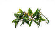 Bucephalandra Catherinae Red Bucephalandra - Buce Plant