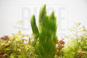 Healthy Ceratophyllum Demersum aquatic plant, also known as Hornwort, from IS, floating and submerged in an aquatic environment.