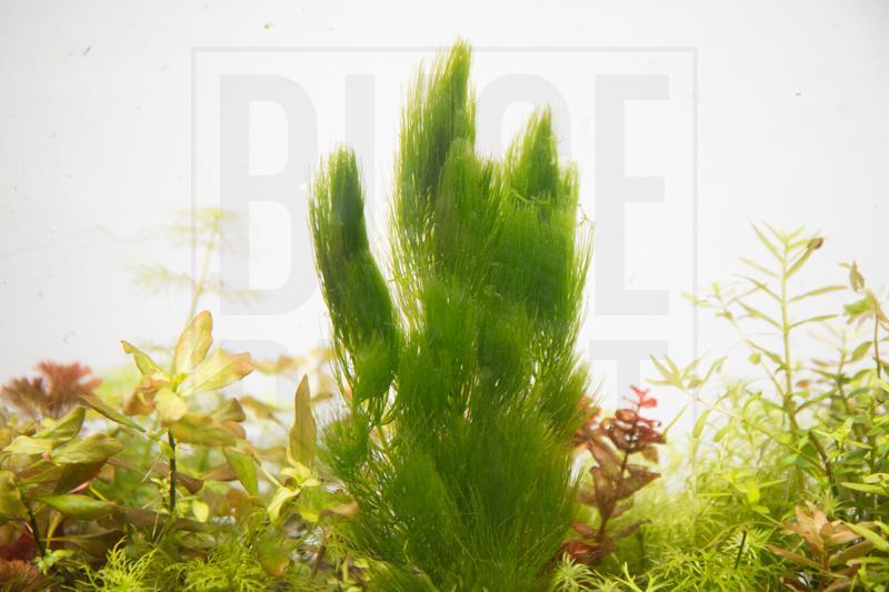 Healthy Ceratophyllum Demersum aquatic plant, also known as Hornwort, from IS, floating and submerged in an aquatic environment.