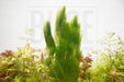 Ceratophyllum Demersum/ Hornwort - BucePlant.com