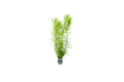 Green Ceratophyllum Demersum aquatic plant, commonly known as Hornwort, by IS, floating and submerged in freshwater aquarium.