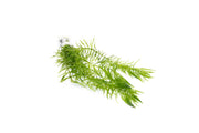 Healthy Ceratophyllum Demersum Hornwort aquatic plant from IS, with feathery green foliage perfect for freshwater aquariums.