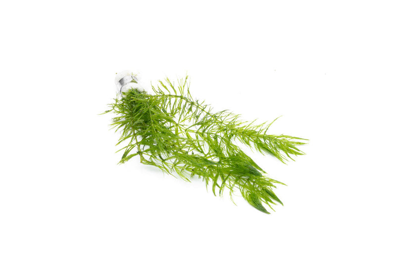 Healthy Ceratophyllum Demersum Hornwort aquatic plant from IS, with feathery green foliage perfect for freshwater aquariums.