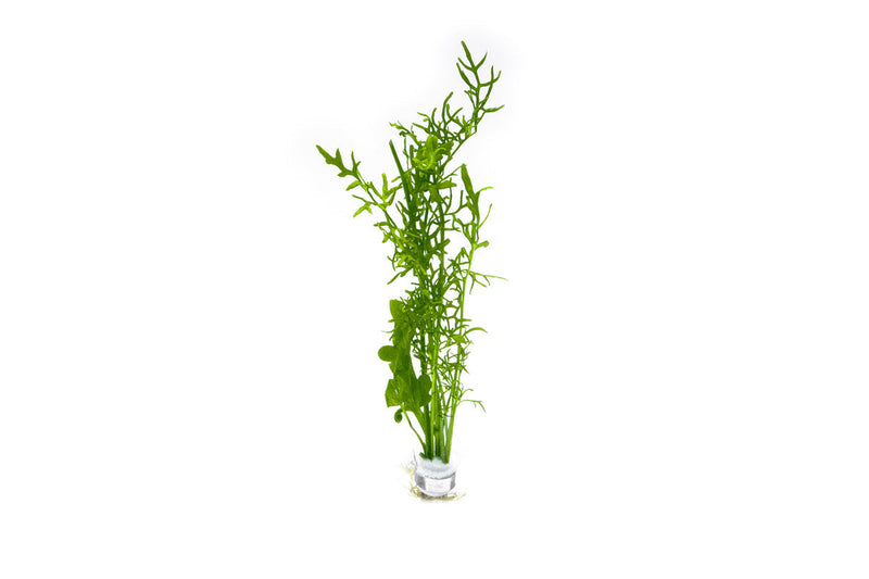 Healthy Ceratopteris Cornuta aquatic plant from CPA with lush green fronds, ideal for freshwater aquariums.
