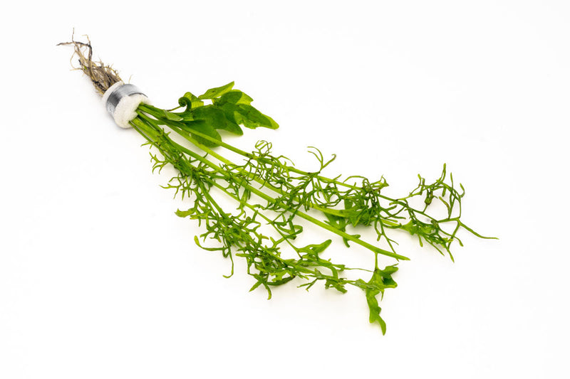Healthy Ceratopteris Cornuta aquatic plant from CPA with lush green fronds floating in water.