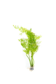 Healthy Ceratopteris Siliquosa water sprite aquatic plant from IS, showing vibrant green fronds in an aquarium setting.