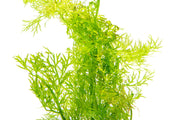 Healthy Ceratopteris Siliquosa water sprite aquatic plant with lush green fronds for freshwater aquariums.