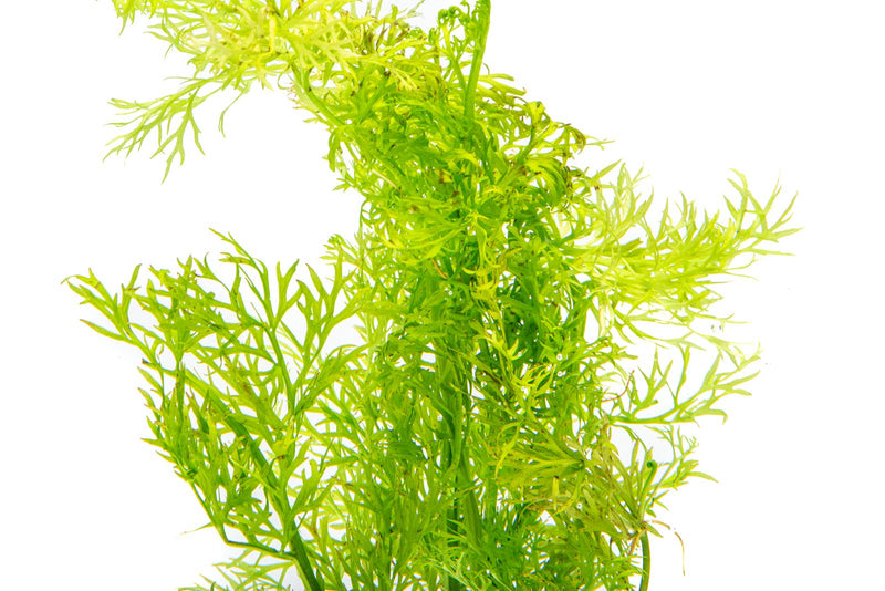 Healthy Ceratopteris Siliquosa water sprite aquatic plant with lush green fronds for freshwater aquariums.