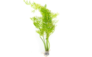 Healthy Ceratopteris Siliquosa Water Sprite aquatic plant from IS, showing lush green fronds suitable for freshwater aquariums.