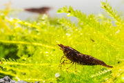 Chocolate Shrimp (Black Rose) by JA, realistic-looking shrimp with a chocolate finish, displayed on a neutral background.