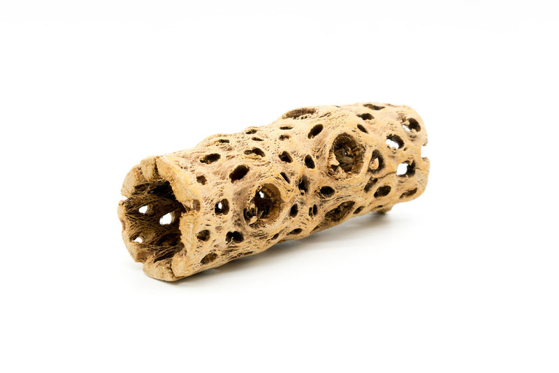 Natural driftwood Cholla Driftwood Tunnel Tube by ASA, showing a hollow, twisted driftwood tunnel for aquarium or terrarium decoration.