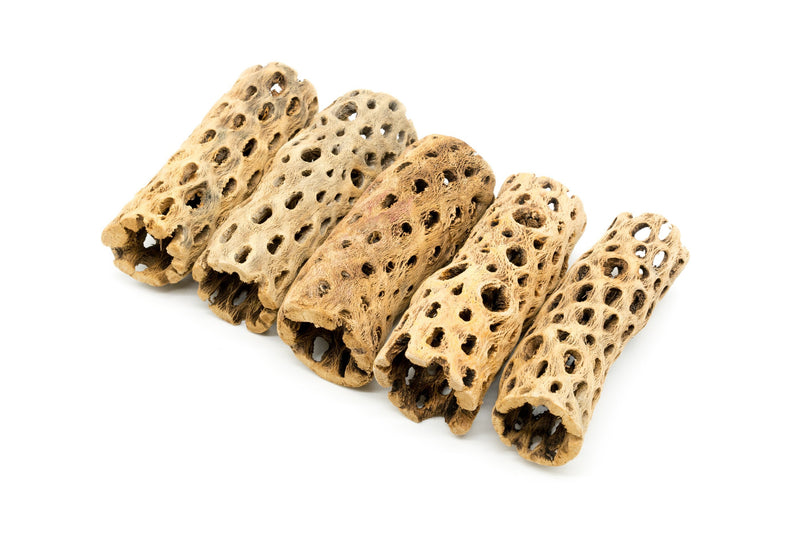 Natural cholla driftwood tunnel tube by ASA, showing a twisted, hollow driftwood piece ideal for aquarium decoration.