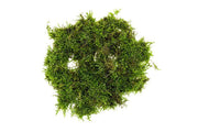 Christmas Moss Moss - Buce Plant
