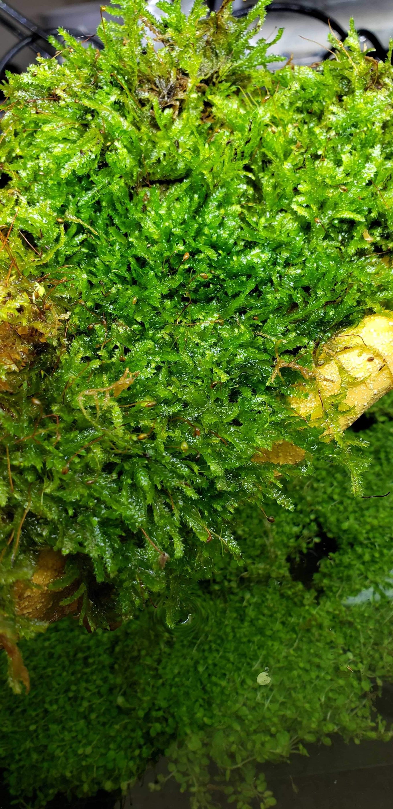 Christmas Moss Aquarium Plant — Buce Plant