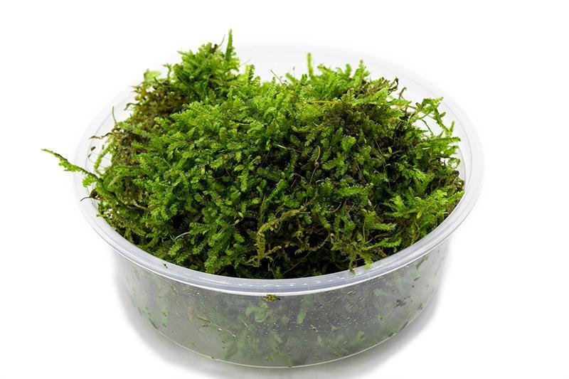 Christmas Moss Moss - Buce Plant
