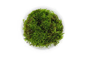 Christmas Moss Moss - Buce Plant