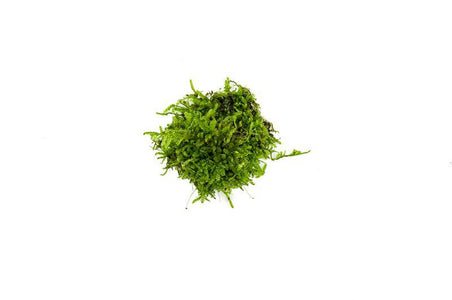 Christmas Moss Aquarium Plant — Buce Plant