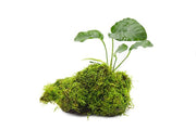 Christmas Moss and Anubias Barteri on Driftwood Moss - Buce Plant