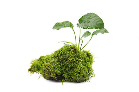 NRUDPQV Christmas Moss Artificial Moss for Potted Greenery Moss