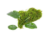 Christmas Moss and Anubias Barteri on Driftwood Moss - Buce Plant