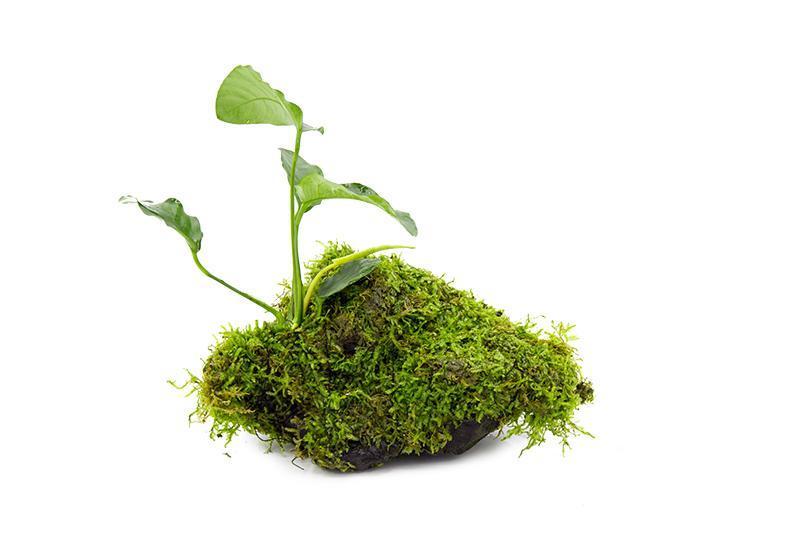 Christmas Moss and Anubias Barteri on Driftwood Moss - Buce Plant