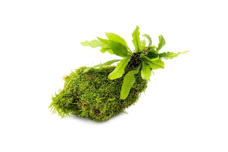 Christmas Moss and Java Fern on Driftwood Moss - Buce Plant