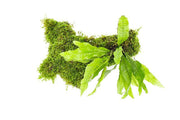 Christmas Moss and Java Fern on Driftwood Moss - Buce Plant