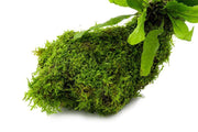Christmas Moss and Java Fern on Driftwood Moss - Buce Plant